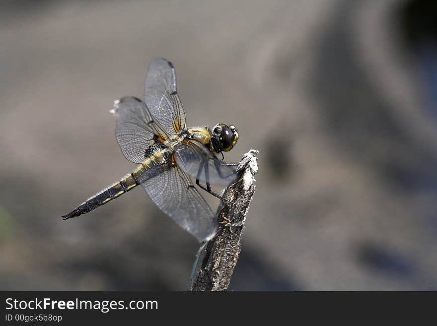 Sunny afternoon, lake near Kovrov town, dragon-fly on twig. (lens - Macro100/2,8). Sunny afternoon, lake near Kovrov town, dragon-fly on twig. (lens - Macro100/2,8).