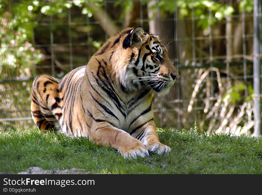 Portrait of a tiger sitting on a grass