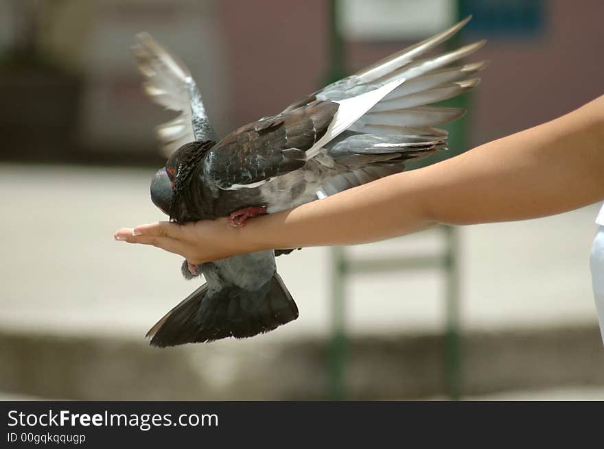 Pigeon sitting in human hand. Pigeon sitting in human hand