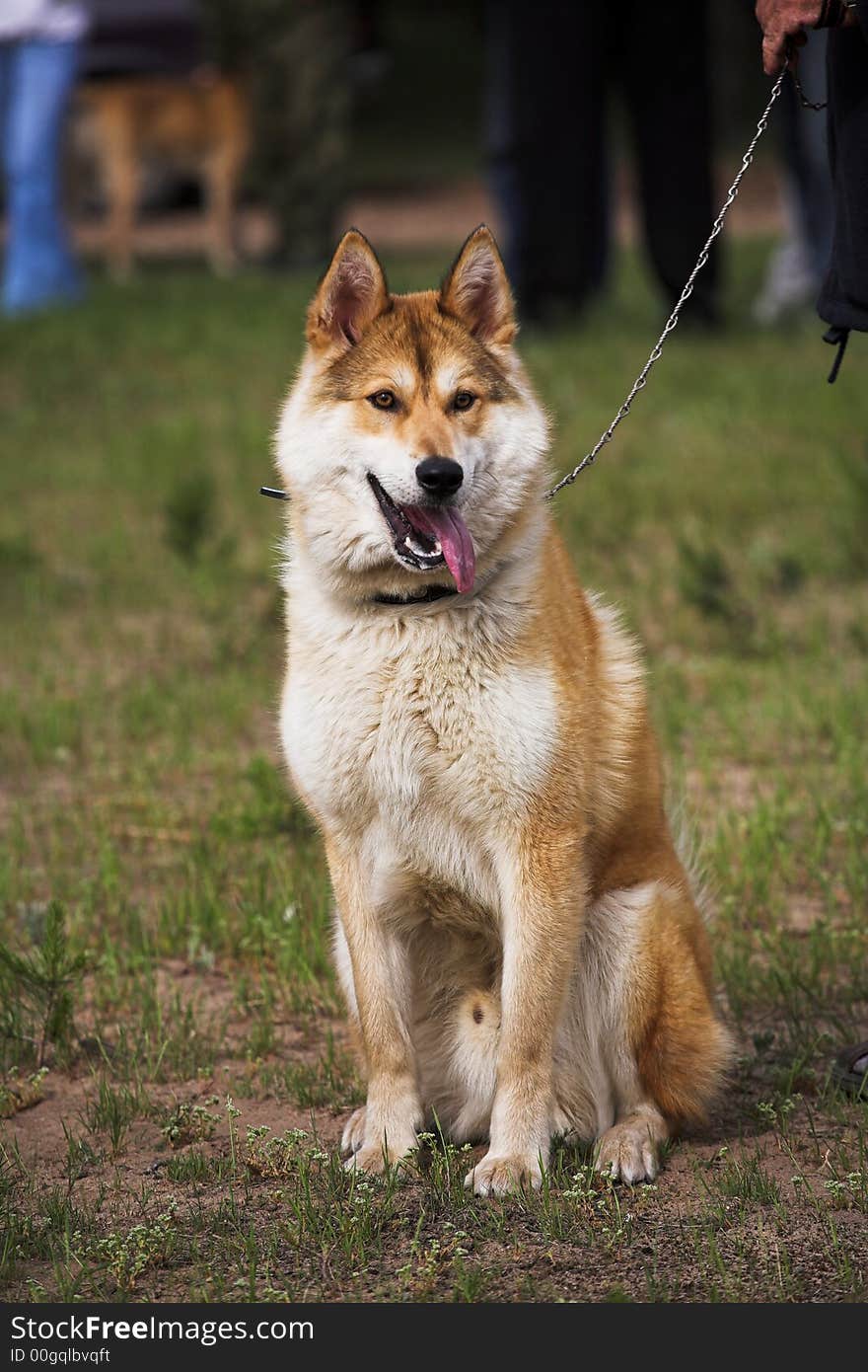 Regional review of the hunting dogs, (town Vladimir). Regional review of the hunting dogs, (town Vladimir).