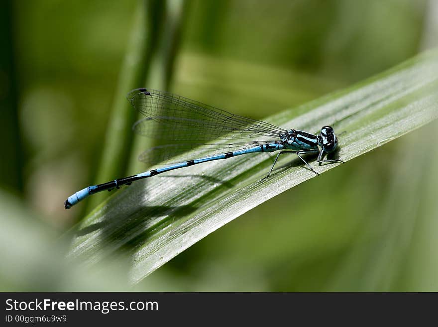 Sunny afternoon, lake near Vladimir town, dragon-fly on grass, (lens - Macro100/2,8). Sunny afternoon, lake near Vladimir town, dragon-fly on grass, (lens - Macro100/2,8).