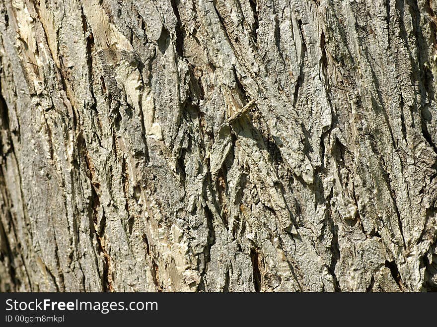 Full (landscape) frame closeup of Oak Bark.