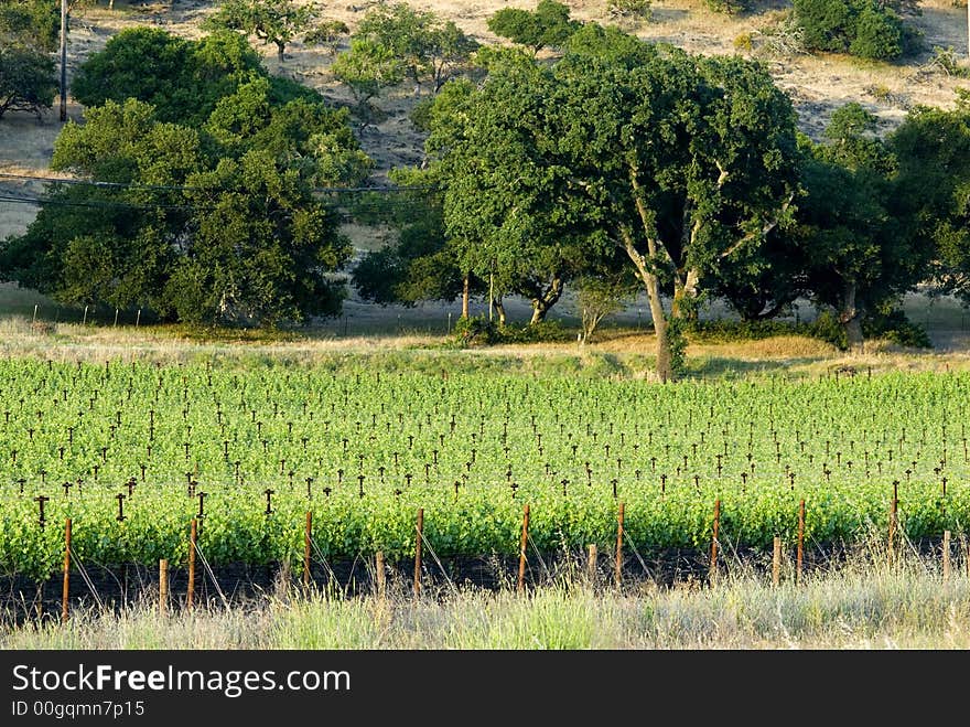 Napa at sunset