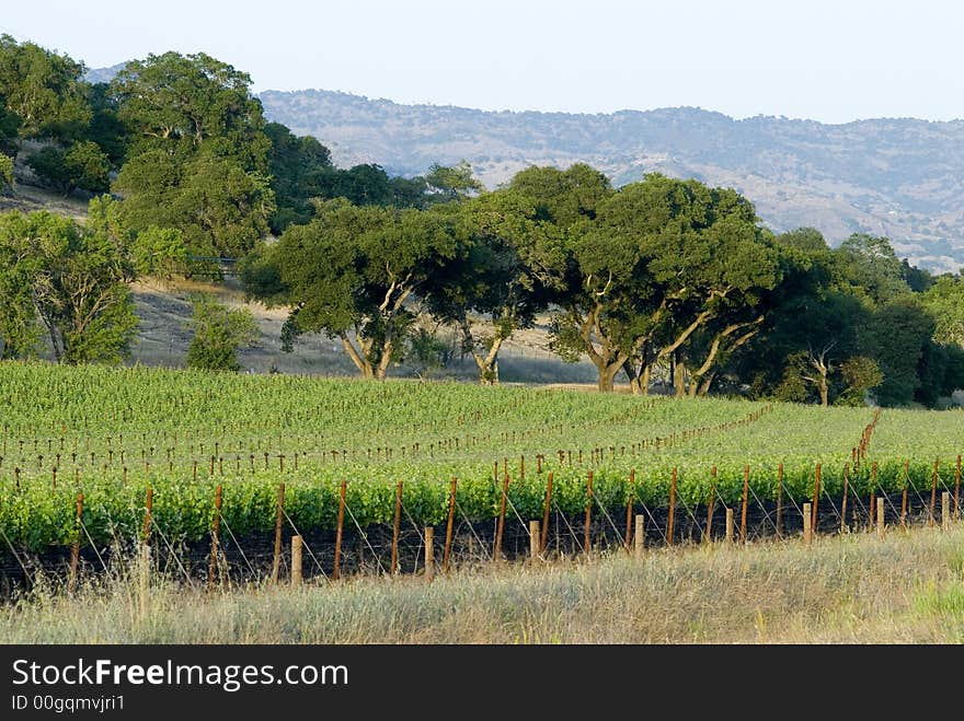 Napa vineyard , California at sunset. Napa vineyard , California at sunset