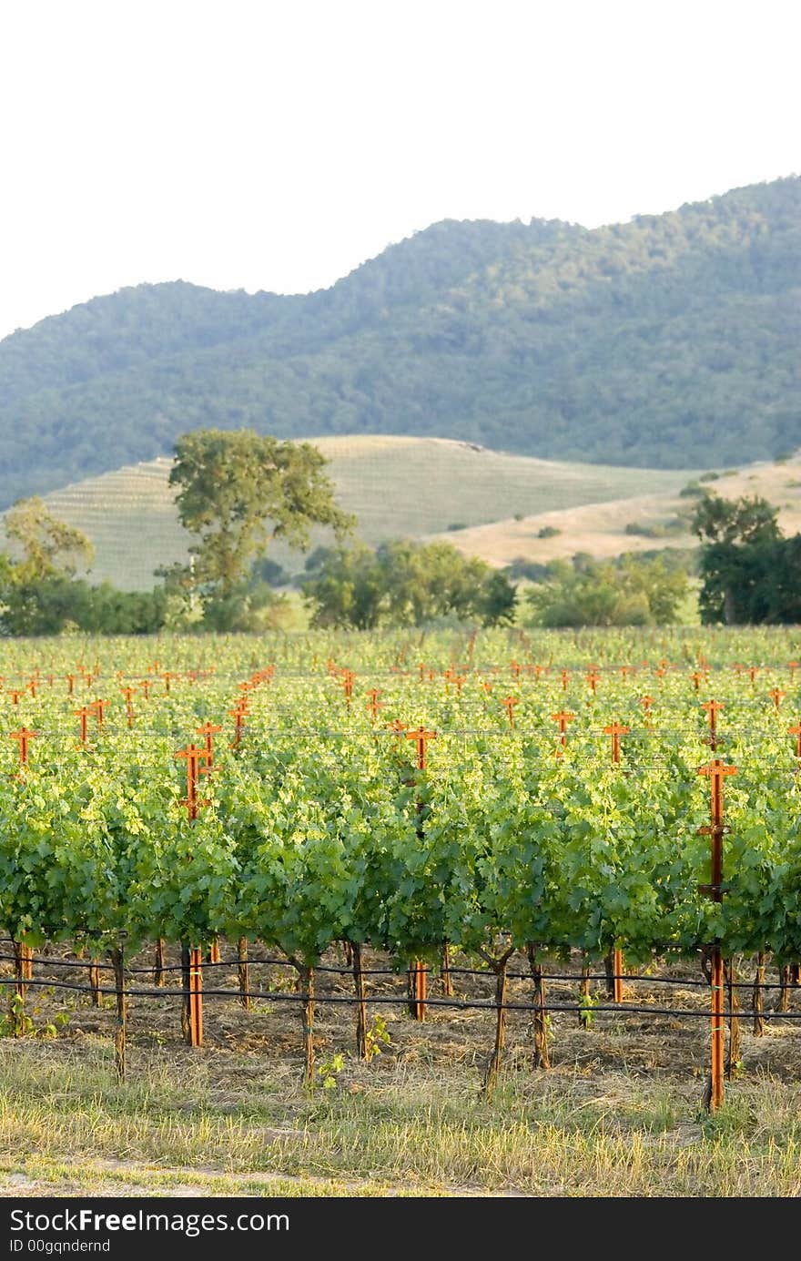 Napa vineyard , California at sunset. Napa vineyard , California at sunset