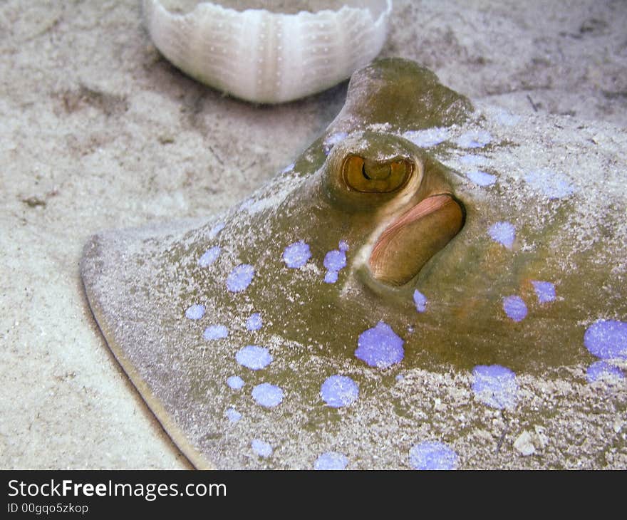 Underwater close-up picture of Blue-spotted Ribbontail Ray sifting through the sand, Taeniura lymma, Family: Dasyatididae (Stingrays)