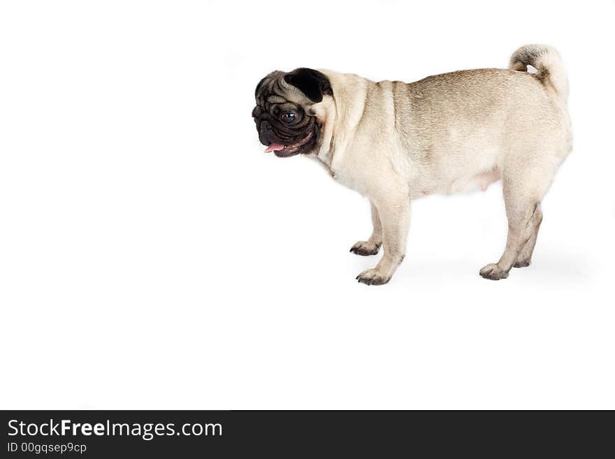 A pug, isolated on white