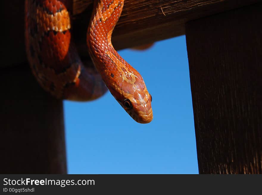 TJ, the corn snake, outside in summer exploring the wooden bench. TJ, the corn snake, outside in summer exploring the wooden bench