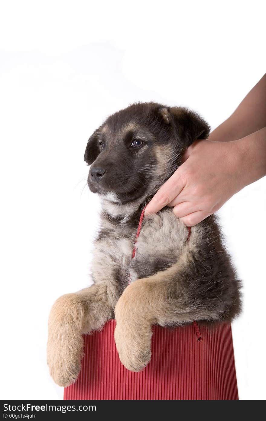 Puppy dog looking out of a bag, isolated