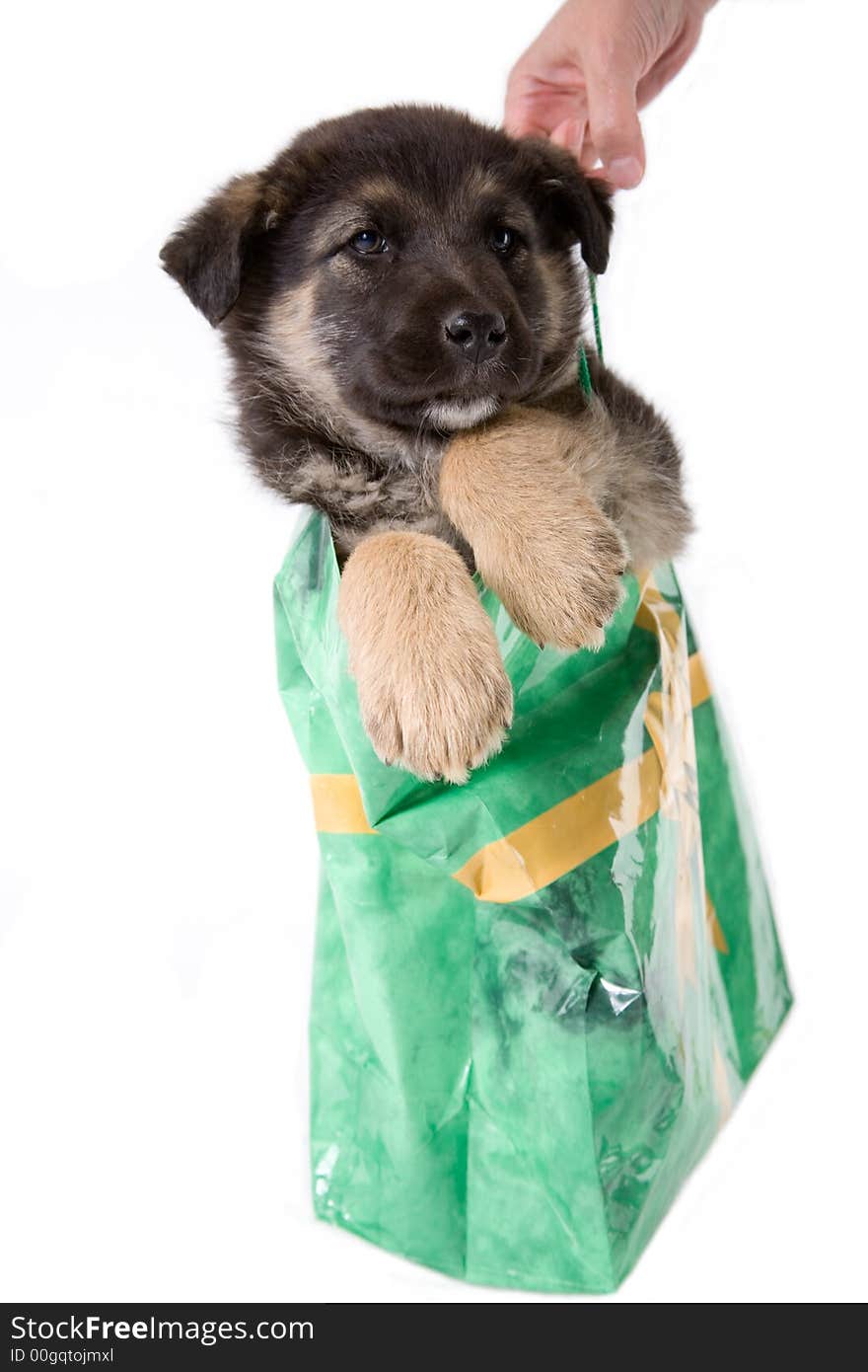 Puppy dog looking out of a bag