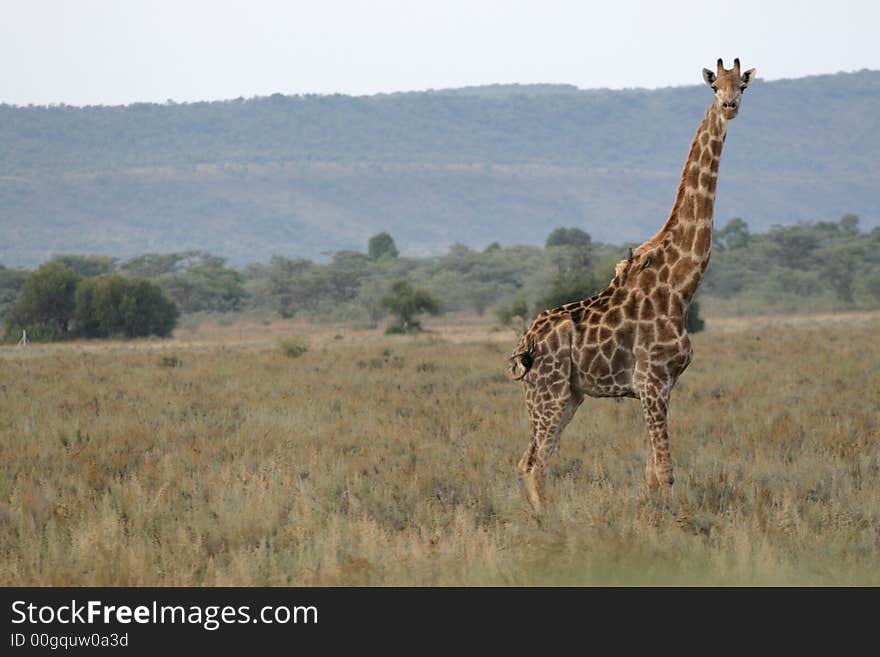 A Giraffe standing in an open field