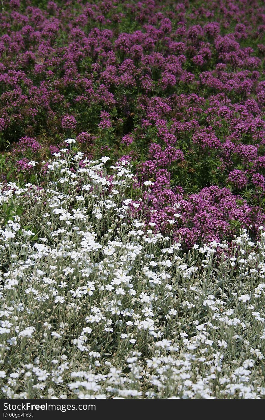 Beautiful white and violet flowers growing in the garden