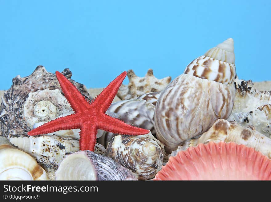 Seashells close-up on sand on blue background