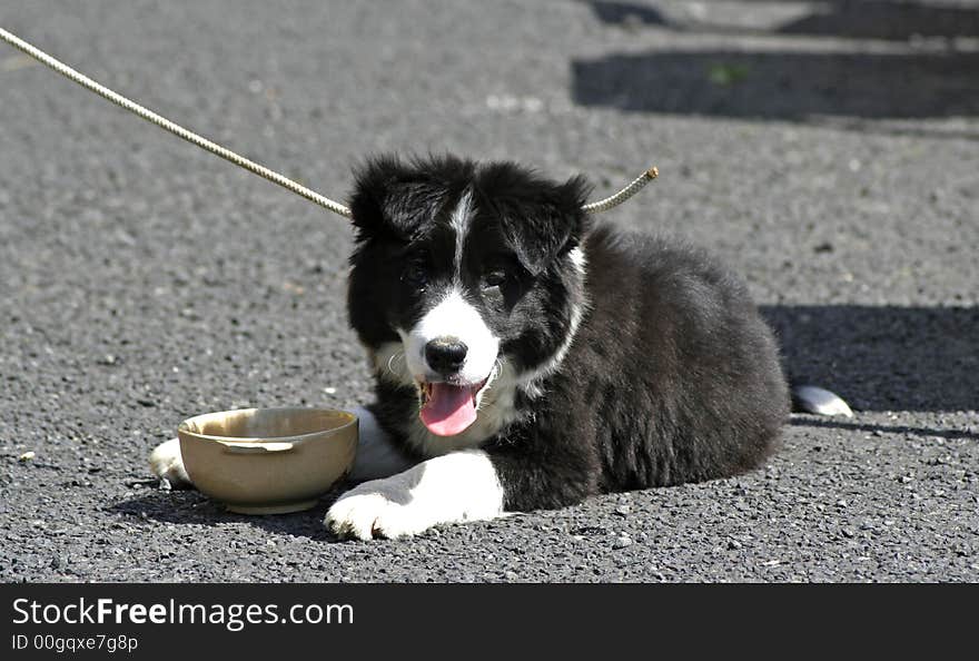 Black and white puppy by drinking bol