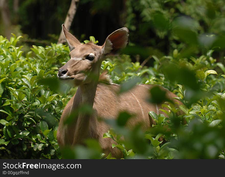 A big eared brown African deer hides in the lush green bush.