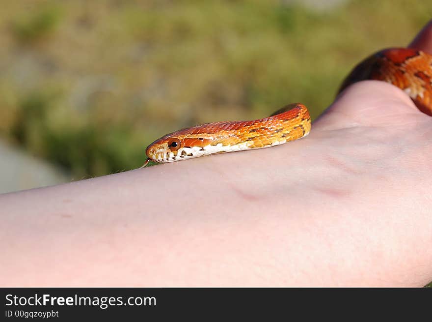 TJ, the corn snake, outside in summer exploring the wooden bench. TJ, the corn snake, outside in summer exploring the wooden bench