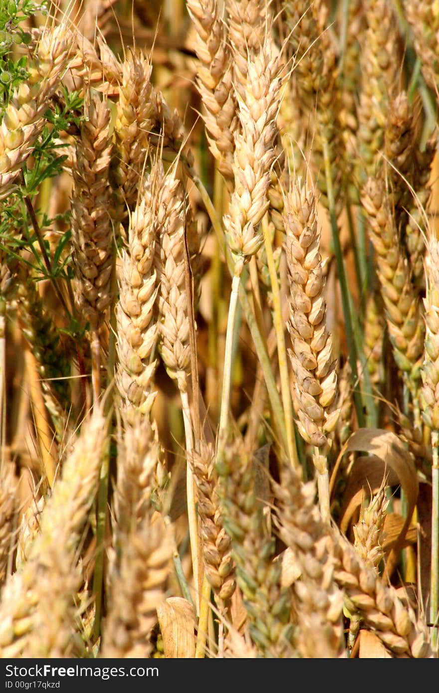 Yellow golden grain