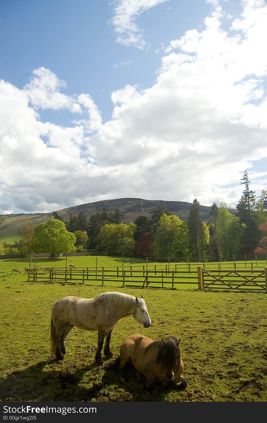 Horses on scottish landscape