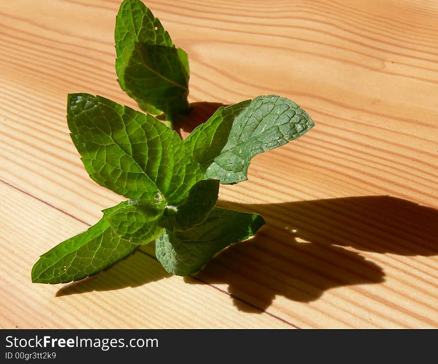 Plant on wood floor in kitchen