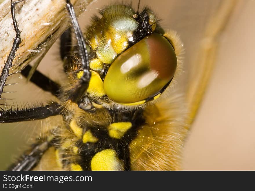 Portrait of yellow dragonfly on dry blade of grass. Portrait of yellow dragonfly on dry blade of grass