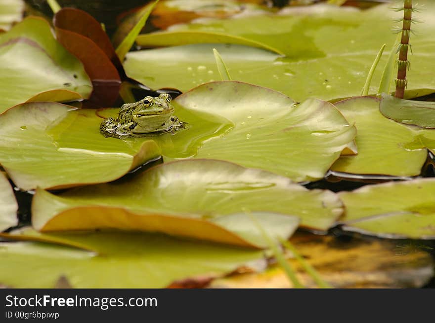 A frog Placidly perched on lily pads. A frog Placidly perched on lily pads