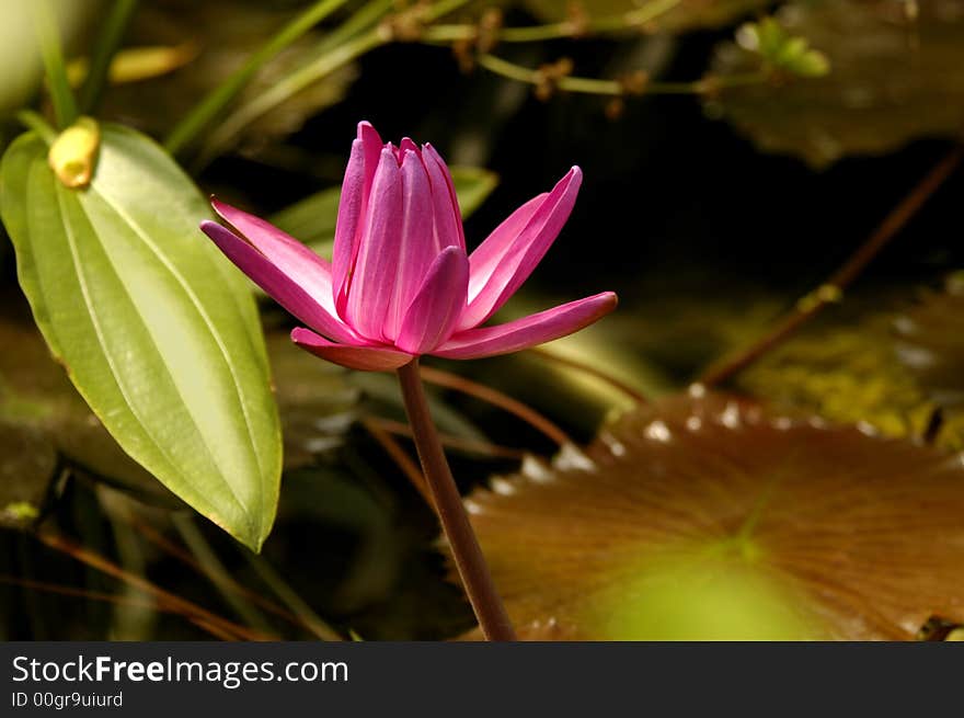 Blooming Lily and lily pads. Blooming Lily and lily pads