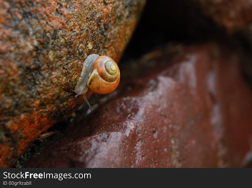 Snail on stone