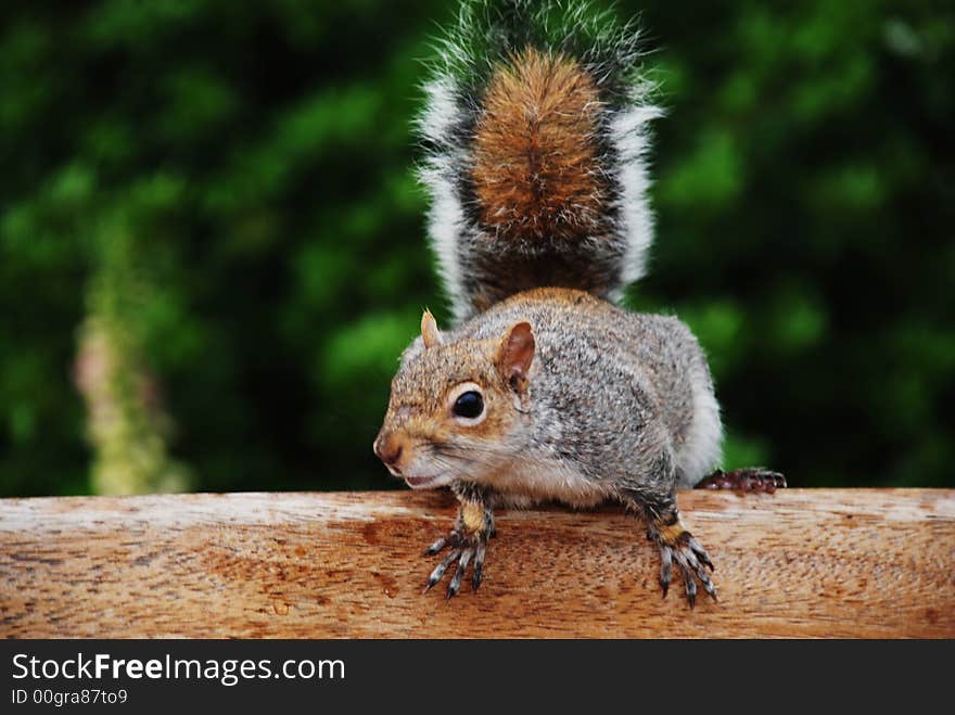 Wild beautifull squirrel standing on wood bench. Wild beautifull squirrel standing on wood bench