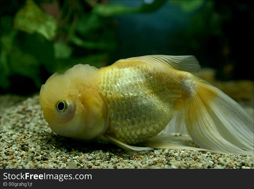 Beautiful yellow chinese fish swimming in aquarium