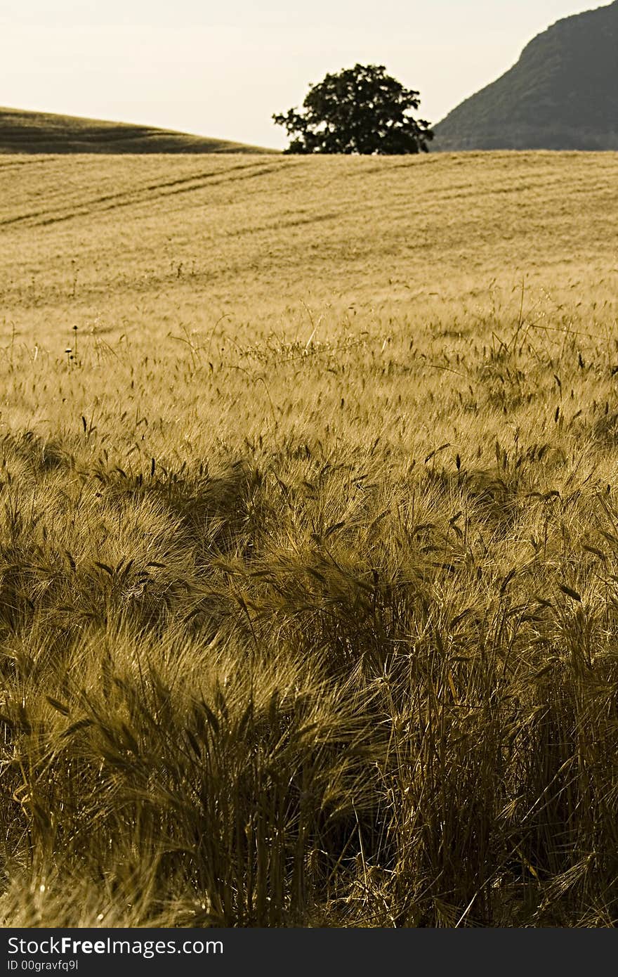 Cornfield