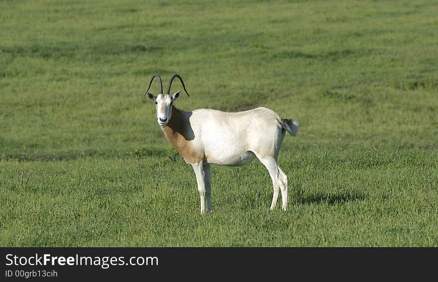 Oryx dammah. Extinct in the wild, a Scimitar Horned Oryx makes its home on an exotic game ranch in North Texas, USA. Also named the desert antelope.