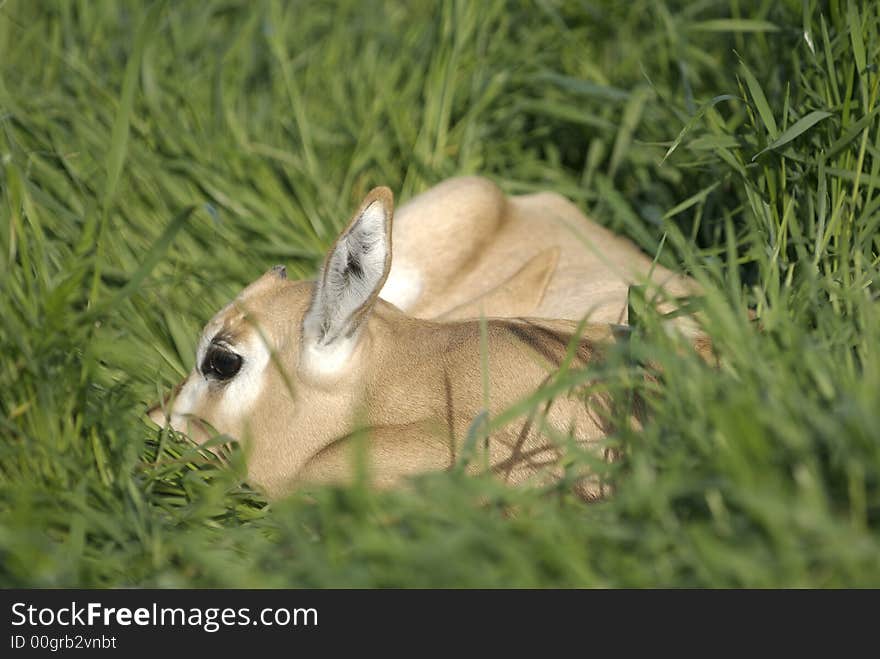 Oryx dammah. Extinct in the wild, a Scimitar Horned Oryx makes its home on an exotic game ranch in North Texas, USA. Also named the desert antelope. Oryx dammah. Extinct in the wild, a Scimitar Horned Oryx makes its home on an exotic game ranch in North Texas, USA. Also named the desert antelope.