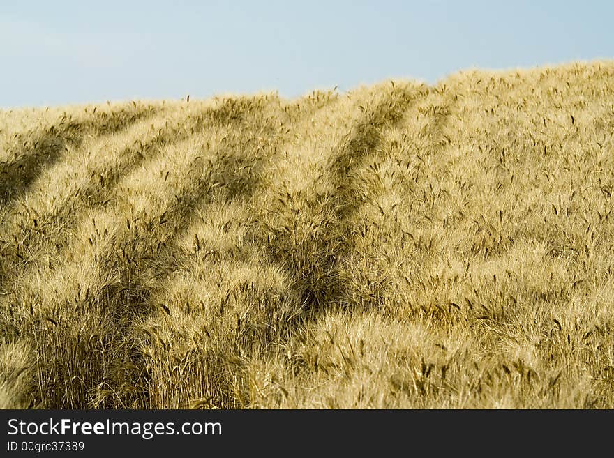 Cornfield And Sky