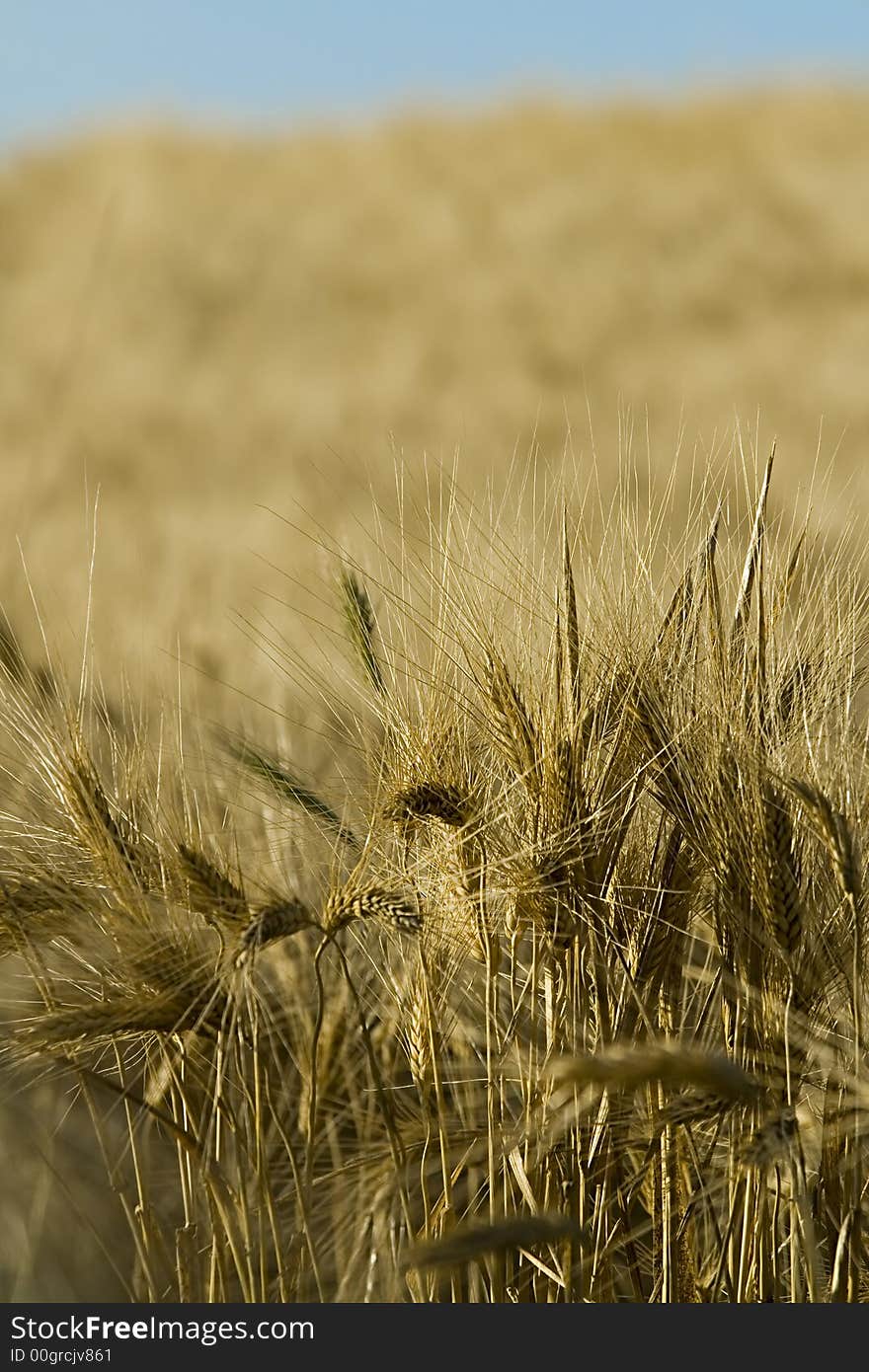 Cornfield and sky