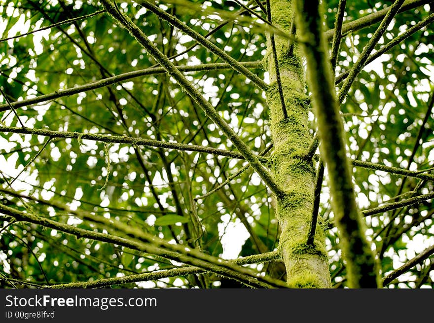 Many straight branches and a green trunk