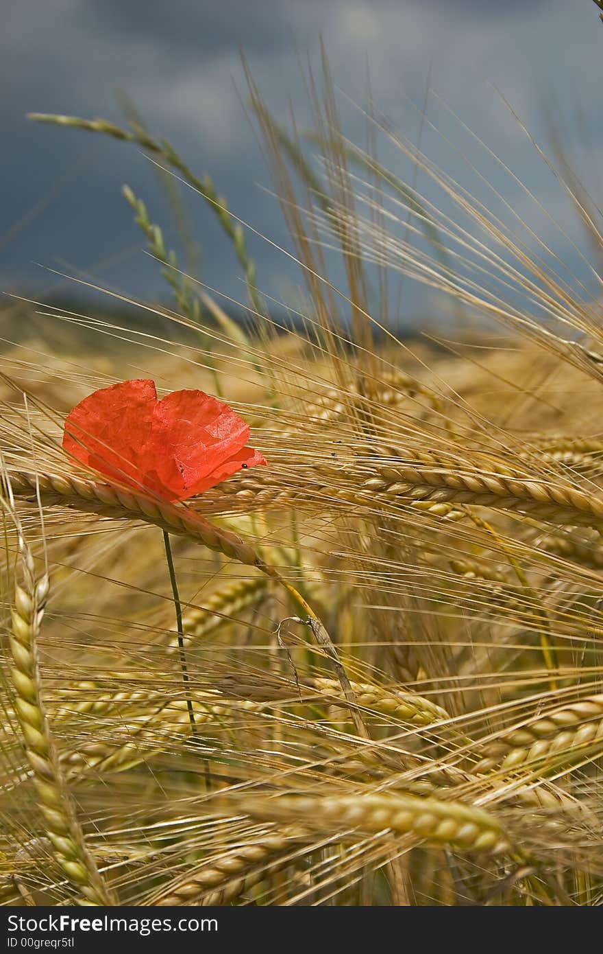 Poppies and corn