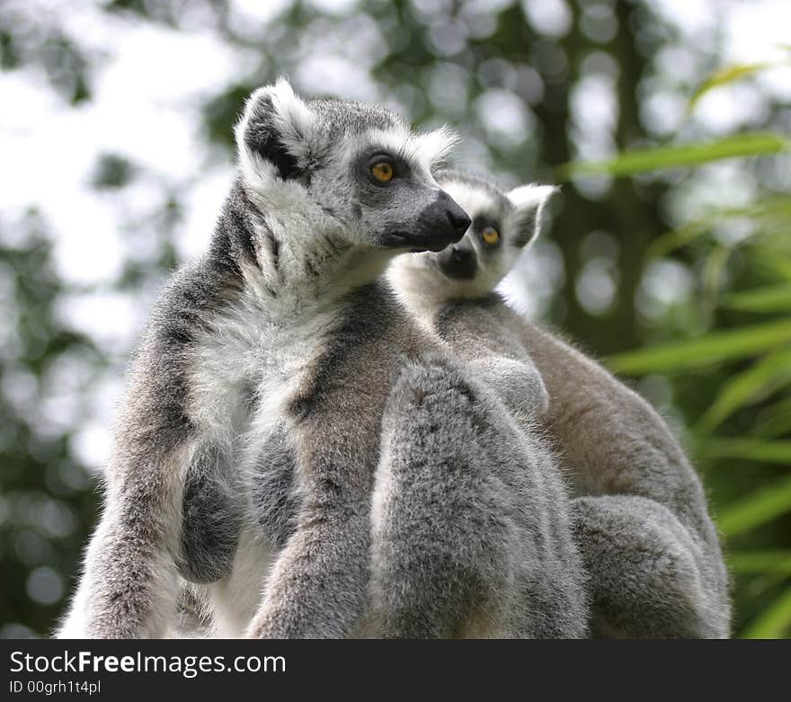 A catta lemur couple sitting on a tree and looking around. A catta lemur couple sitting on a tree and looking around