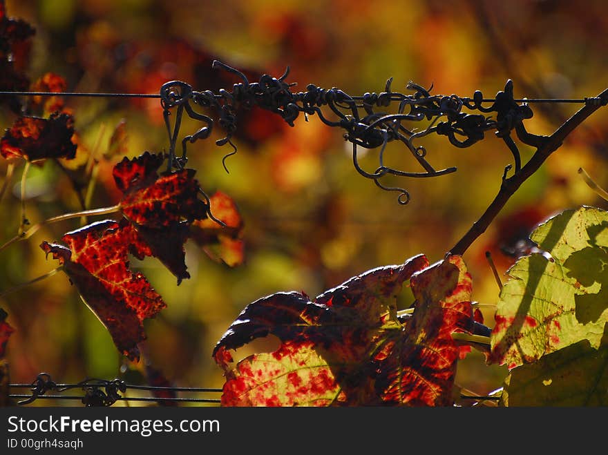 Vine detail