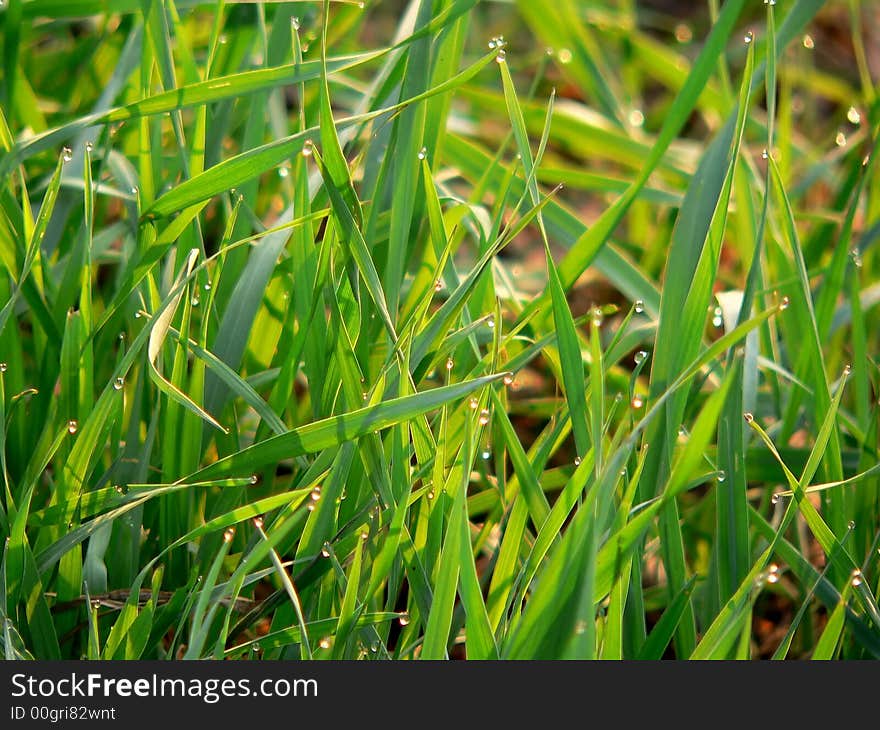 Green Grass With Sun Flashes