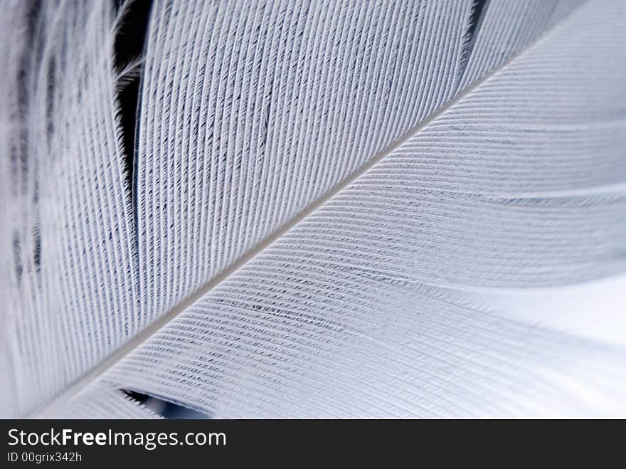 Feather closeup