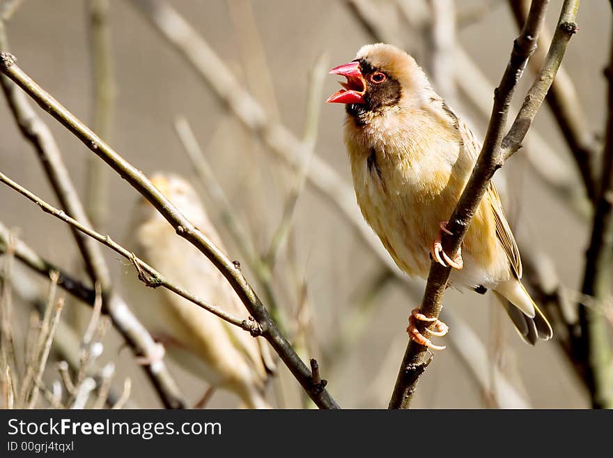 Finch on a stick, screaming.