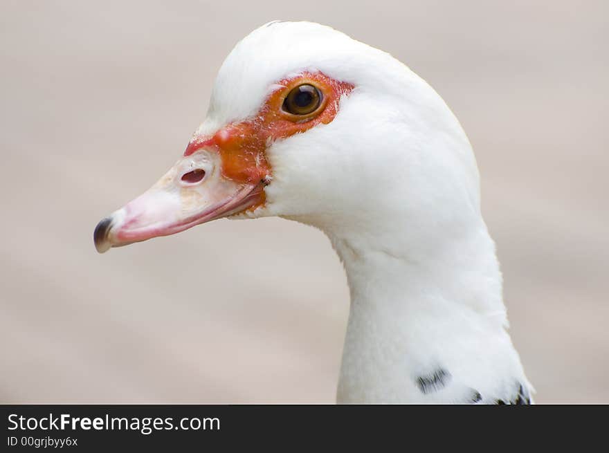 Duck closeup