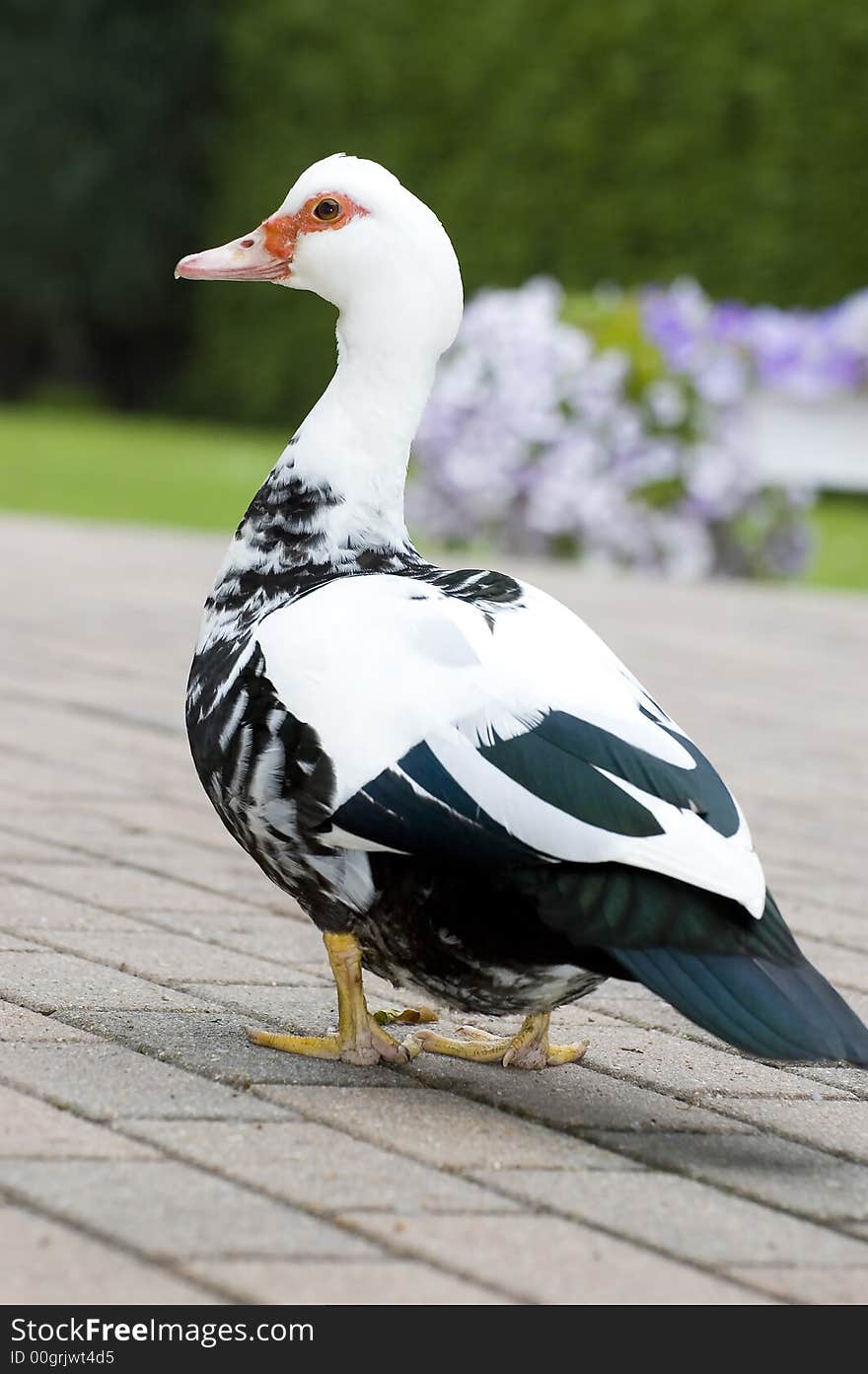 Duck portrait