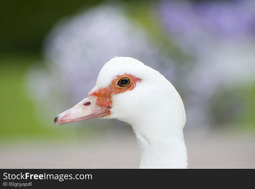 Duck closeup