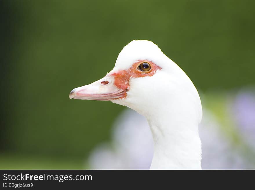 Duck closeup