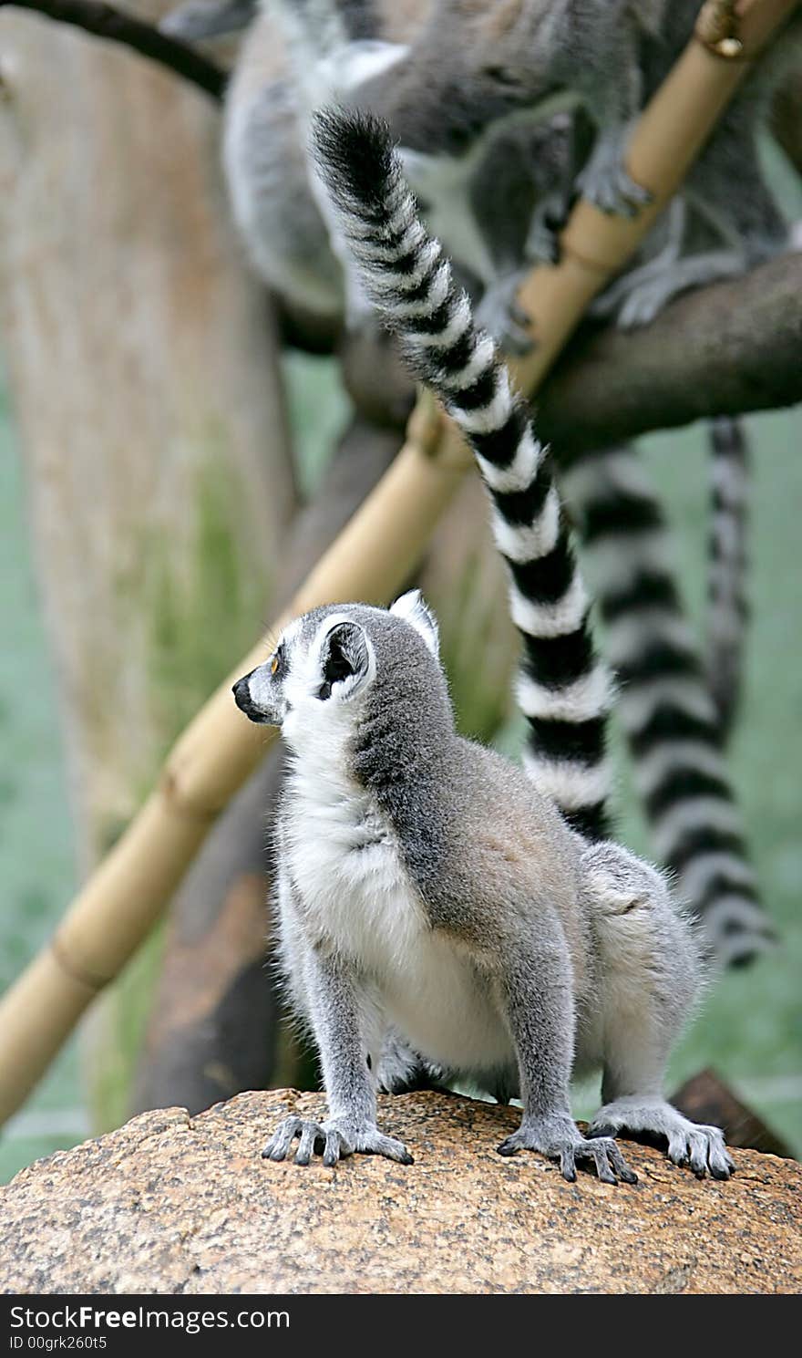 Ring-tailed Lemur 2