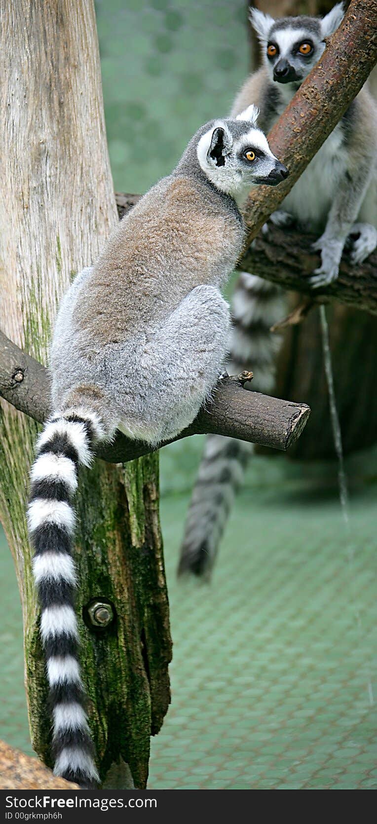 Ring-tailed lemur 3