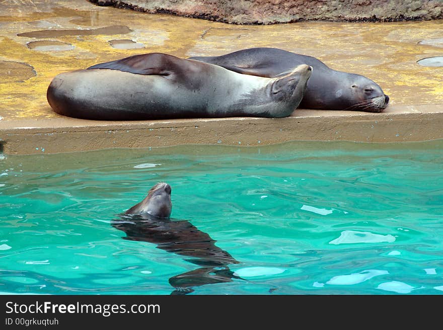 Marine lions