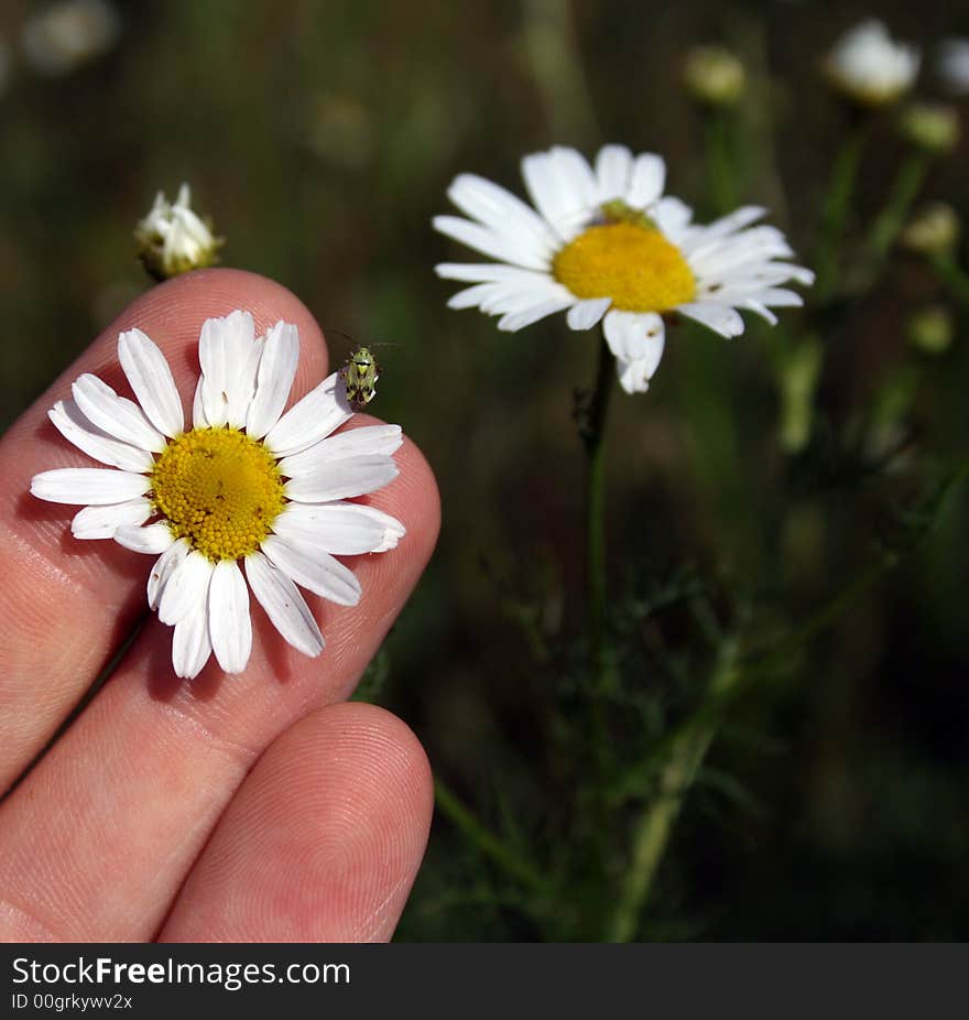 Chamomile and hand green grow