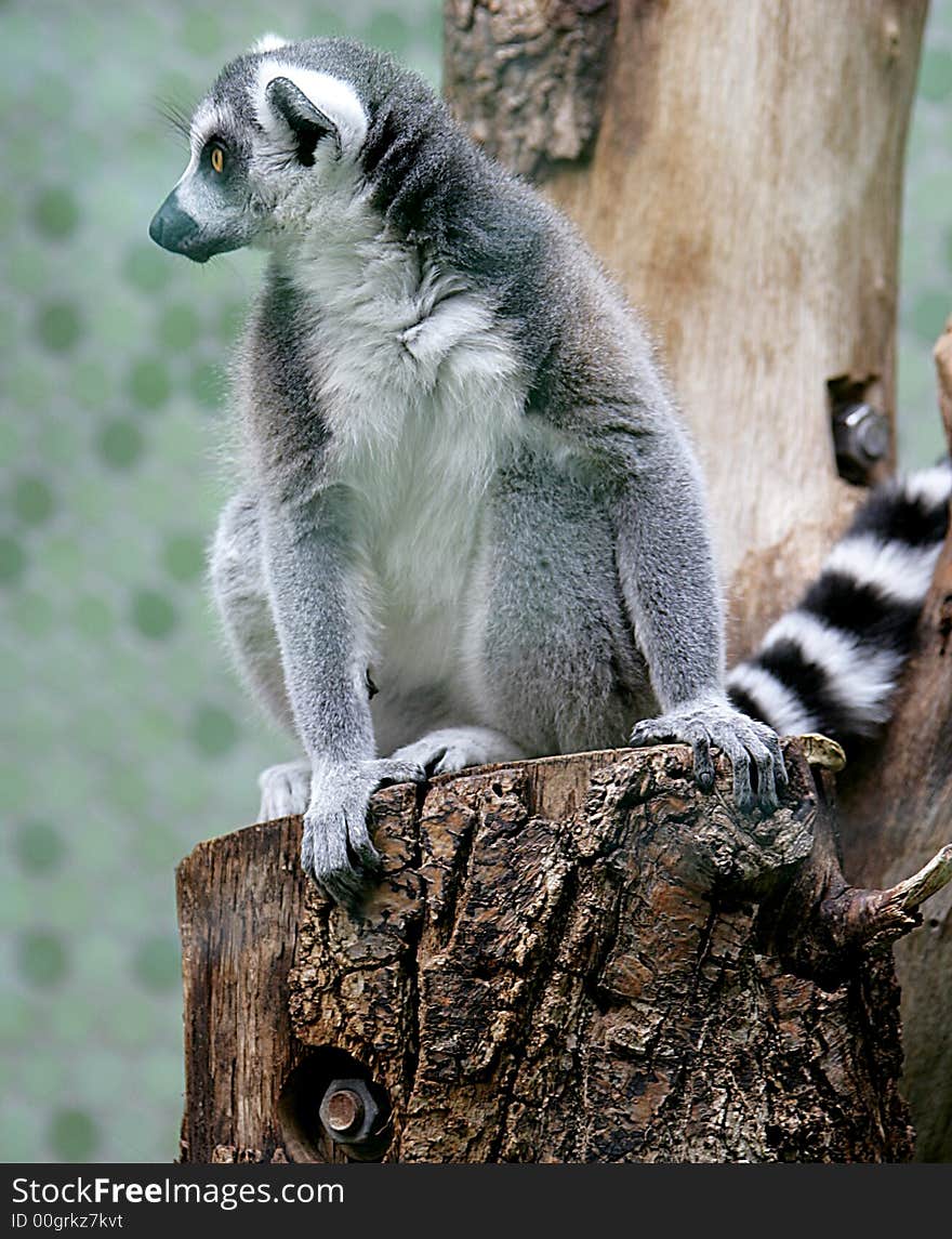 Ring-tailed Lemur 4